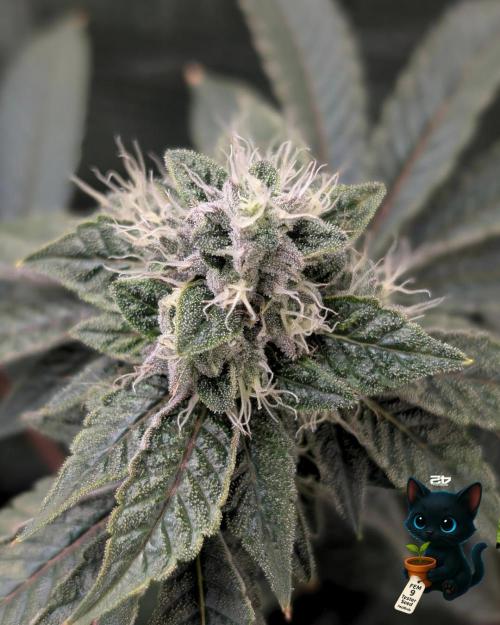 FEM 9 Photo Tester - Catlife420. Week 14 - 1-28  
Day 96  
Day 50
