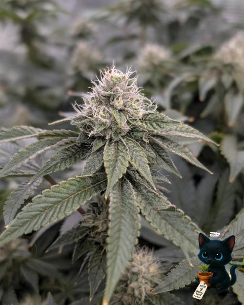 FEM 9 Photo Tester - Catlife420. Week 14 - 1-28  
Day 96  
Day 50