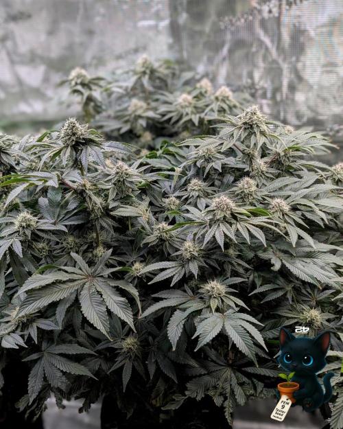 FEM 9 Photo Tester - Catlife420. Week 14 - 1-28  
Day 96  
Day 50