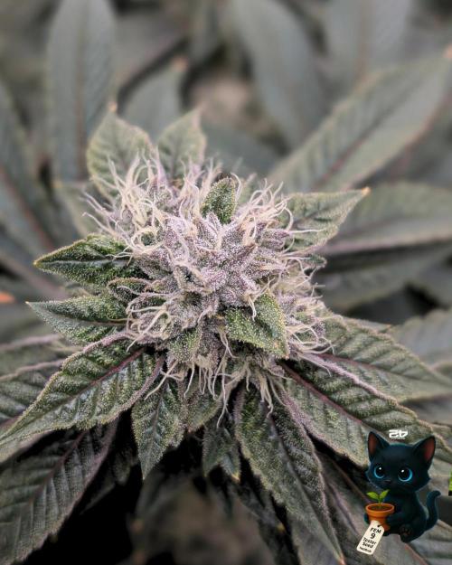FEM 9 Photo Tester - Catlife420. Week 15 - 2-1  
Day 100  
Day 54