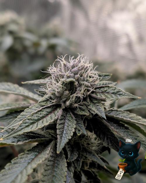 FEM 9 Photo Tester - Catlife420. Week 15 - 2-1  
Day 100  
Day 54