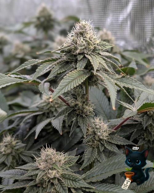 FEM 9 Photo Tester - Catlife420. Week 15 - 2-1  
Day 100  
Day 54