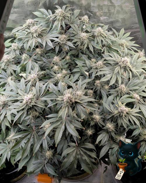 FEM 9 Photo Tester - Catlife420. Week 15 - 2-1  
Day 100  
Day 54