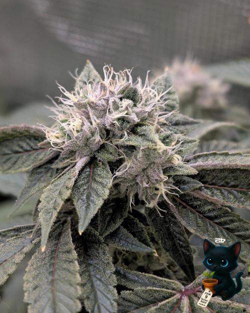 FEM 9 Photo Tester - Catlife420. Week 15 - 2-1  
Day 100  
Day 54