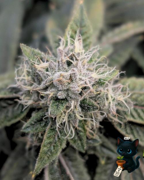 FEM 9 Photo Tester - Catlife420. Week 15 - 2-1  
Day 100  
Day 54