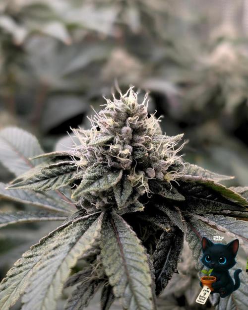 FEM 9 Photo Tester - Catlife420. Week 15 - 2-1  
Day 100  
Day 54