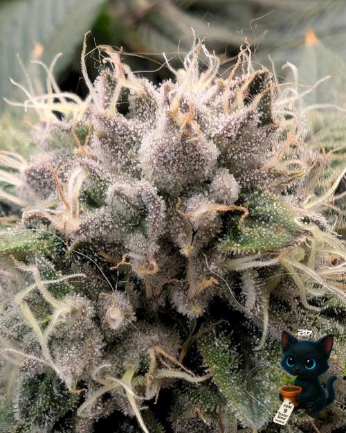 FEM 9 Photo Tester - Catlife420. Week 15 - 2-5  
Day 104  
Day 58