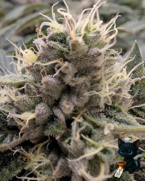 FEM 9 Photo Tester - Catlife420. Week 15 - 2-5  
Day 104  
Day 58