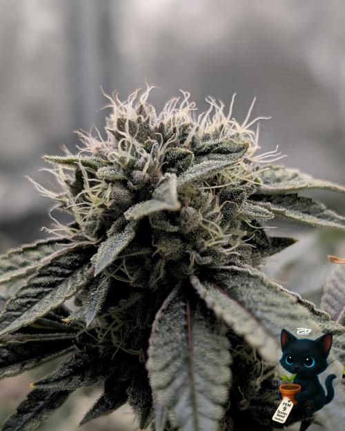 FEM 9 Photo Tester - Catlife420. Week 15 - 2-5  
Day 104  
Day 58