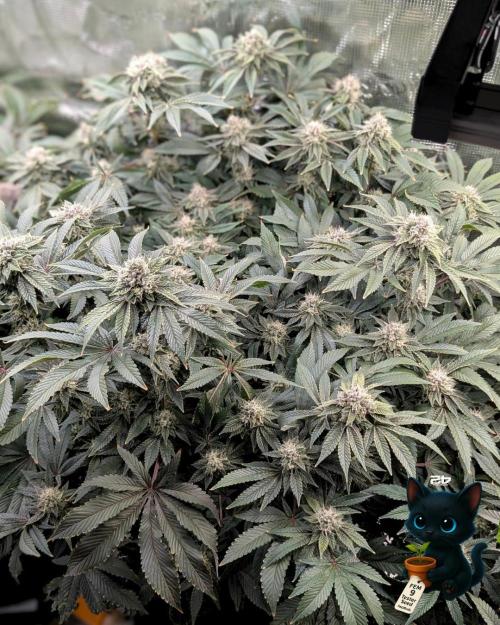 FEM 9 Photo Tester - Catlife420. Week 15 - 2-5  
Day 104  
Day 58