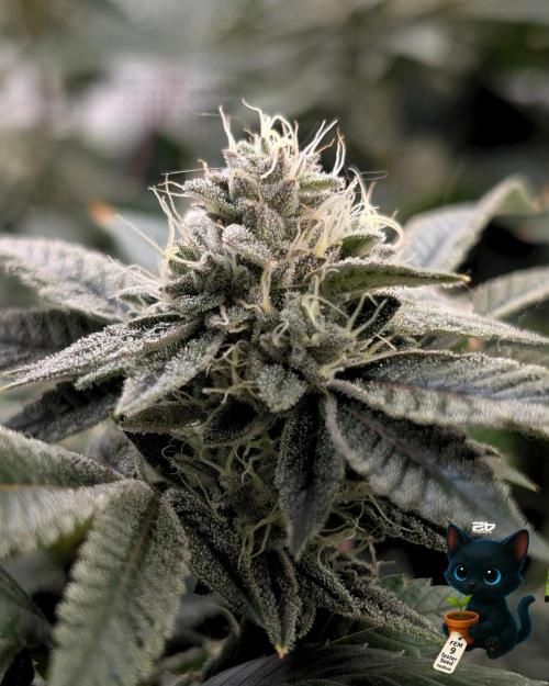 FEM 9 Photo Tester - Catlife420. Week 15 - 2-5  
Day 104  
Day 58