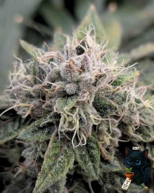 FEM 9 Photo Tester - Catlife420. Week 15 - 2-5  
Day 104  
Day 58