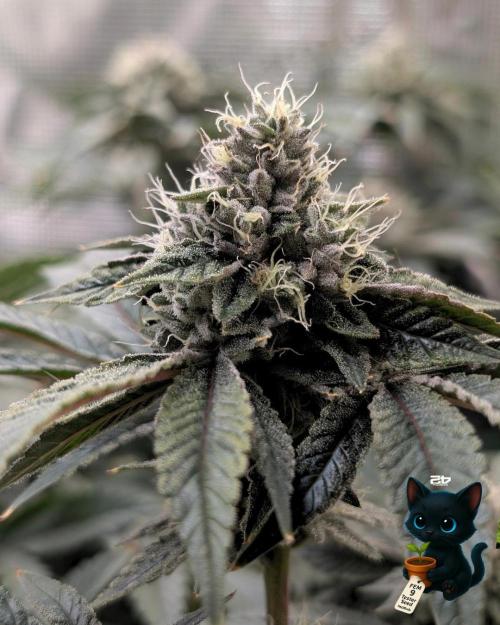 FEM 9 Photo Tester - Catlife420. Week 15 - 2-5  
Day 104  
Day 58