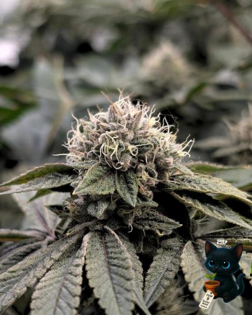 FEM 9 Photo Tester - Catlife420. Week 15 - 2-5  
Day 104  
Day 58