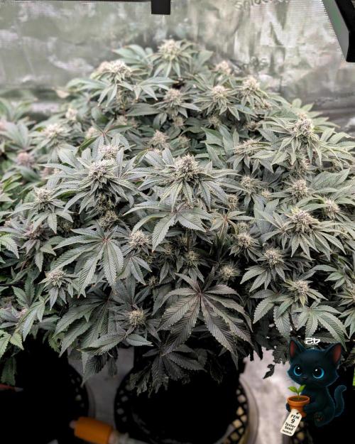 FEM 9 Photo Tester - Catlife420. Week 15 - 2-5  
Day 104  
Day 58