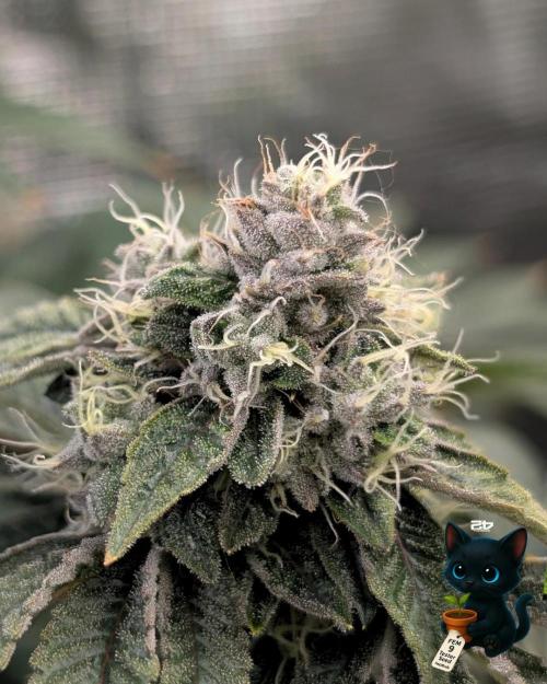FEM 9 Photo Tester - Catlife420. Week 15 - 2-5  
Day 104  
Day 58