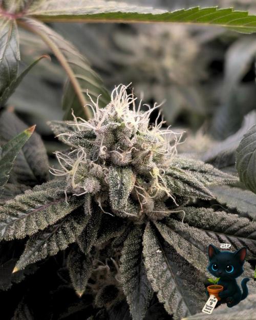 FEM 9 Photo Tester - Catlife420. Week 15 - 2-5  
Day 104  
Day 58
