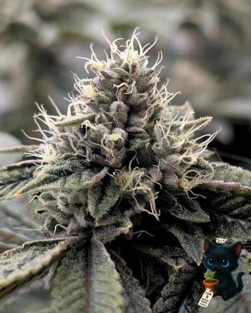 FEM 9 Photo Tester - Catlife420. Week 15 - 2-5  
Day 104  
Day 58