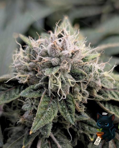 FEM 9 Photo Tester - Catlife420. Week 15 - 2-5  
Day 104  
Day 58