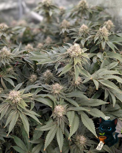 FEM 9 Photo Tester - Catlife420. Week 16 - 2-11  
Day 110  
Day 64