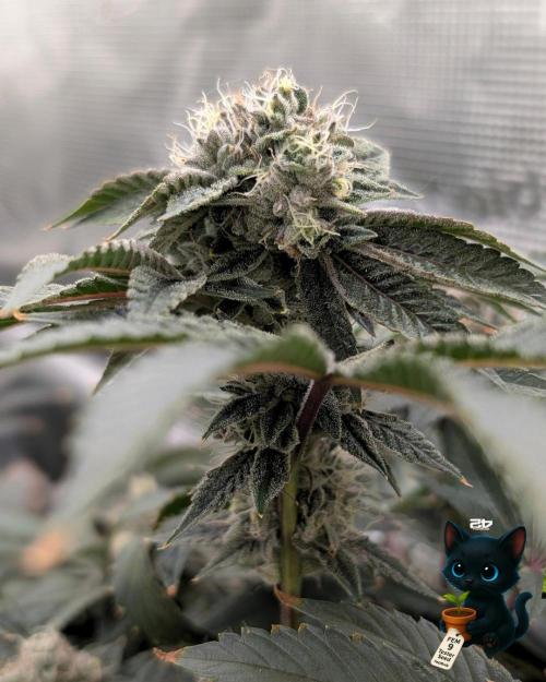 FEM 9 Photo Tester - Catlife420. Week 16 - 2-11  
Day 110  
Day 64