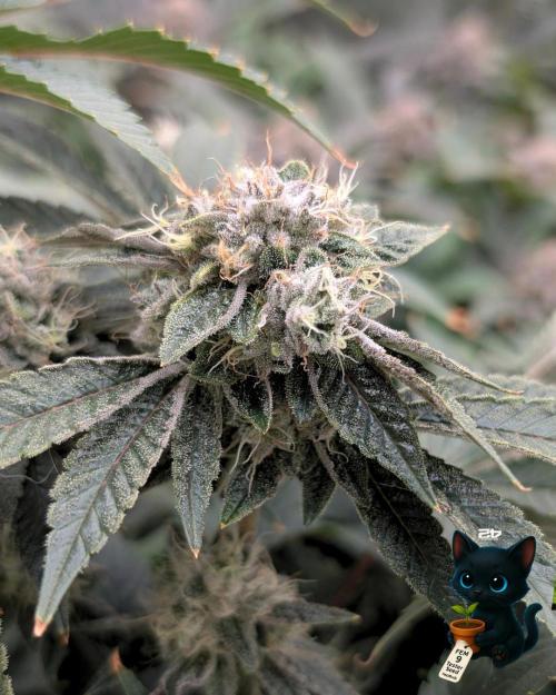 FEM 9 Photo Tester - Catlife420. Week 16 - 2-11  
Day 110  
Day 64