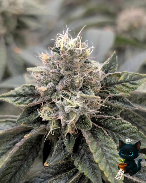 FEM 9 Photo Tester - Catlife420. Week 16 - 2-11  
Day 110  
Day 64