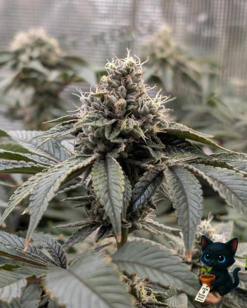 FEM 9 Photo Tester - Catlife420. Week 16 - 2-11  
Day 110  
Day 64