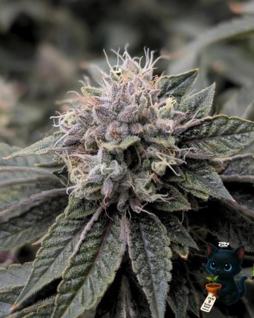 FEM 9 Photo Tester - Catlife420. Week 16 - 2-11  
Day 110  
Day 64