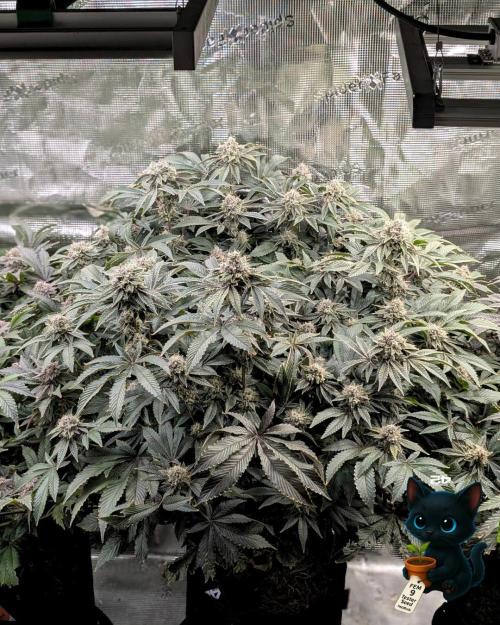 FEM 9 Photo Tester - Catlife420. Week 16 - 2-11  
Day 110  
Day 64