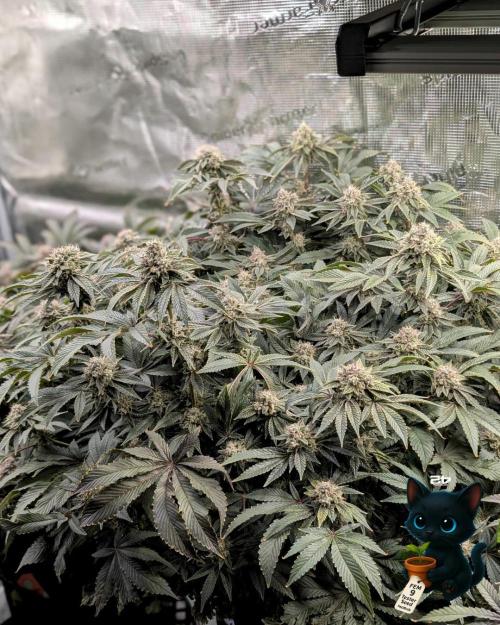 FEM 9 Photo Tester - Catlife420. Week 16 - 2-13  
Day 112  
Day 66