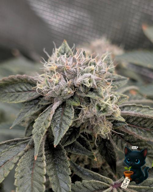 FEM 9 Photo Tester - Catlife420. Week 16 - 2-13  
Day 112  
Day 66