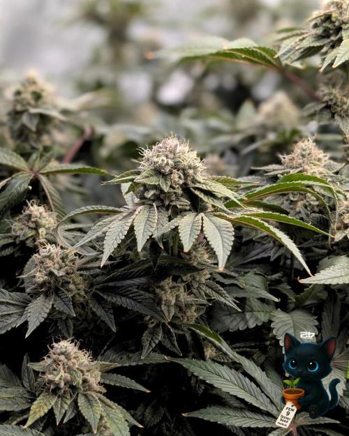 FEM 9 Photo Tester - Catlife420. Week 16 - 2-13  
Day 112  
Day 66