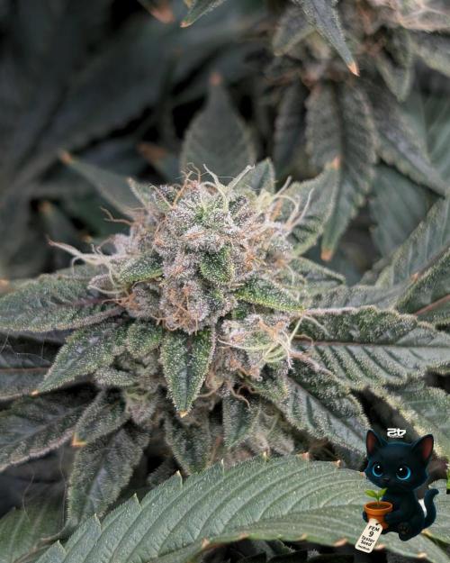 FEM 9 Photo Tester - Catlife420. Week 16 - 2-13  
Day 112  
Day 66