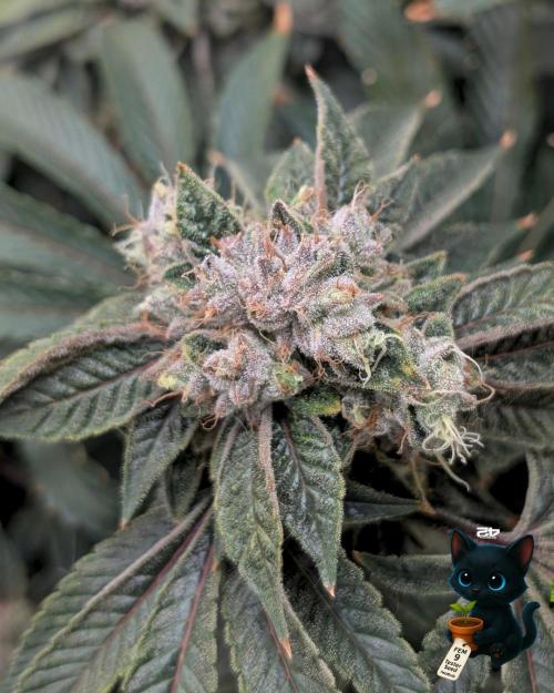FEM 9 Photo Tester - Catlife420. Week 17 - 2-20  
Day 119  
Day 73