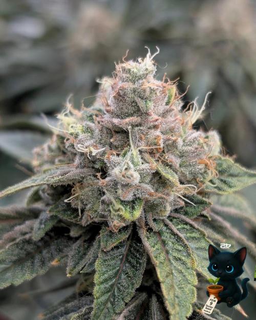FEM 9 Photo Tester - Catlife420. Week 17 - 2-20  
Day 119  
Day 73