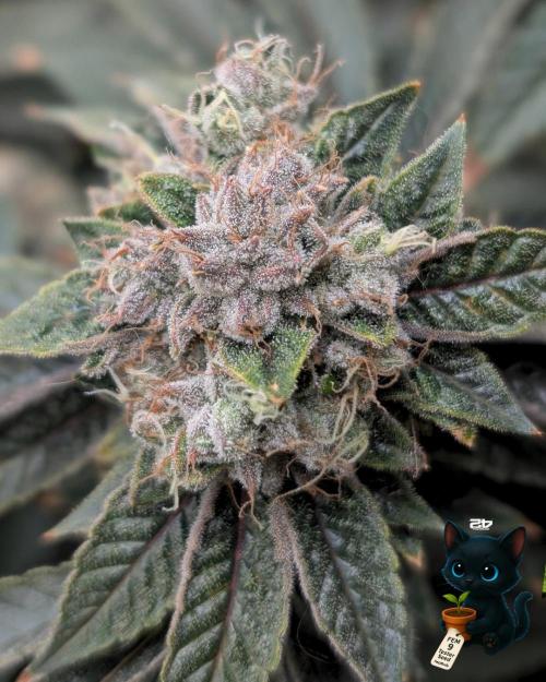 FEM 9 Photo Tester - Catlife420. Week 17 - 2-20  
Day 119  
Day 73