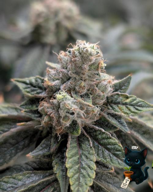 FEM 9 Photo Tester - Catlife420. Week 17 - 2-20  
Day 119  
Day 73