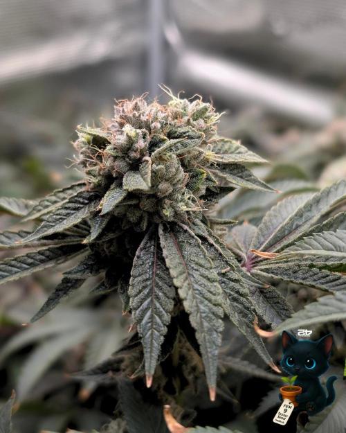 FEM 9 Photo Tester - Catlife420. Week 17 - 2-20  
Day 119  
Day 73