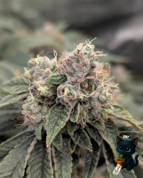 FEM 9 Photo Tester - Catlife420. Week 17 - 2-20  
Day 119  
Day 73