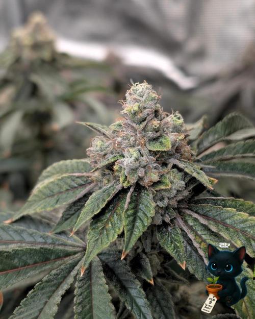 FEM 9 Photo Tester - Catlife420. Week 17 - 2-20  
Day 119  
Day 73