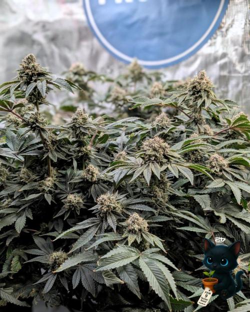 FEM 9 Photo Tester - Catlife420. Week 17 - 2-20  
Day 119  
Day 73