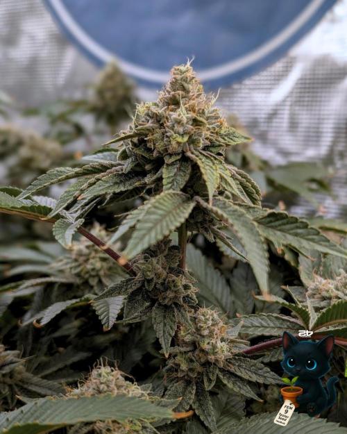 FEM 9 Photo Tester - Catlife420. Week 17 - 2-20  
Day 119  
Day 73