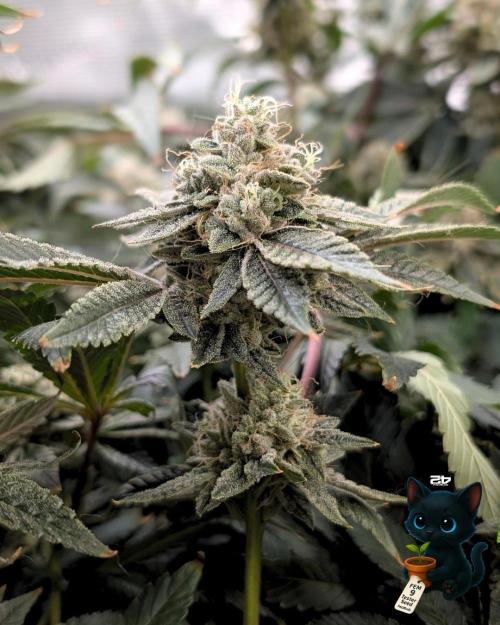 FEM 9 Photo Tester - Catlife420. Week 18 - 2-23  
Day 122  
Day 76