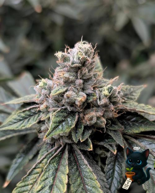 FEM 9 Photo Tester - Catlife420. Week 18 - 2-23  
Day 122  
Day 76
