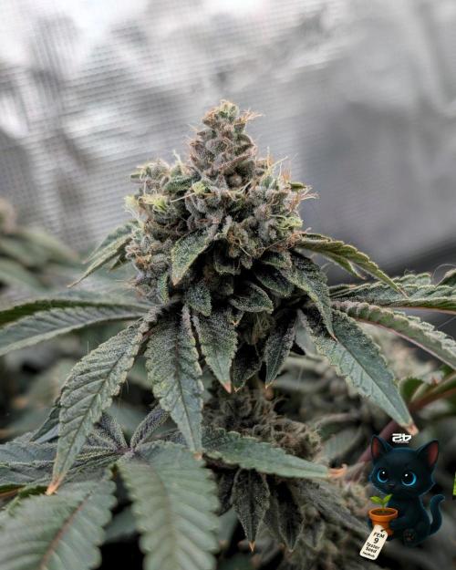 FEM 9 Photo Tester - Catlife420. Week 18 - 2-23  
Day 122  
Day 76