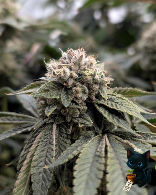 FEM 9 Photo Tester - Catlife420. Week 18 - 2-23  
Day 122  
Day 76