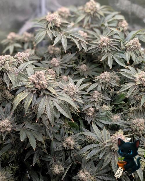 FEM 9 Photo Tester - Catlife420. Week 19 - 3-2  
Day 129  .
Day 83