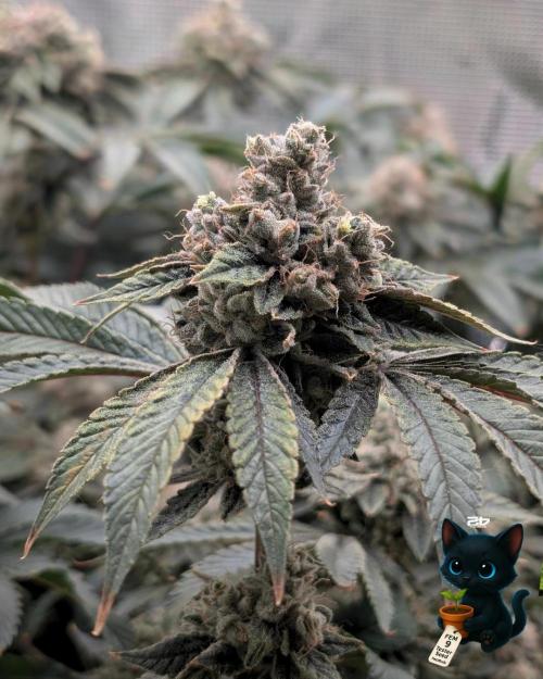 FEM 9 Photo Tester - Catlife420. Week 19 - 3-2  
Day 129  .
Day 83