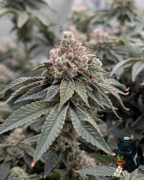 FEM 9 Photo Tester - Catlife420. Week 19 - 3-2  
Day 129  .
Day 83